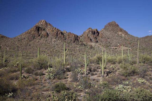 122 Saguaro National Park.jpg